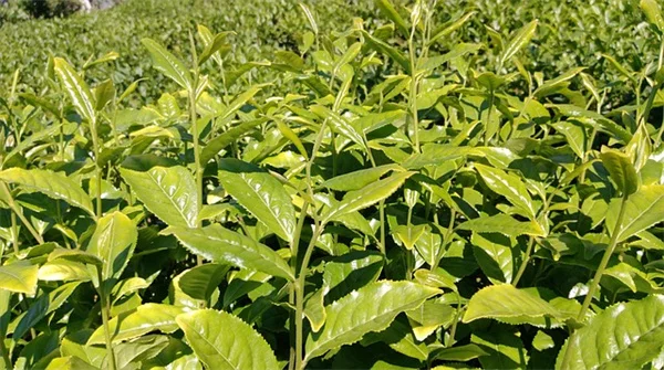 鉢植えの肥料、正しいやり方とは？私が10年培ってきた実践的コツ