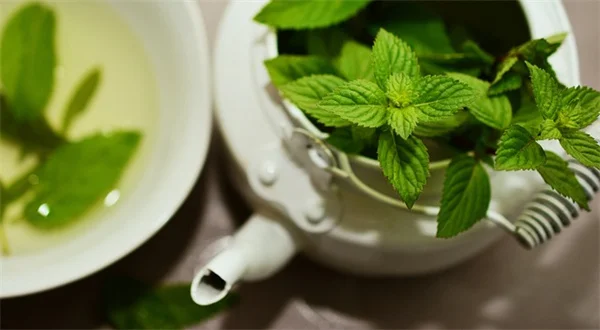 多肉植物が枯れかけても諦めないで！原因別の復活方法と正しい手順を徹底解説