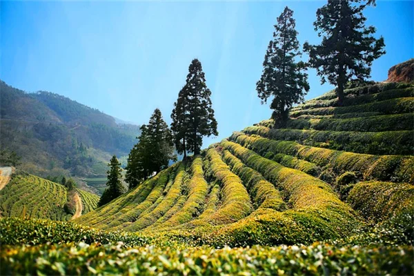 自然写真の撮り方：植物を背景にした3つのコツでプロ級の仕上がりに