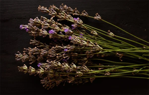 誕生月の虫であなたの性格が分かる！12ヶ月の意味と庭でのコツ