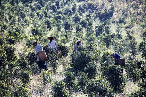 もう迷わない！ラン植え替えの正しいタイミングとコツ