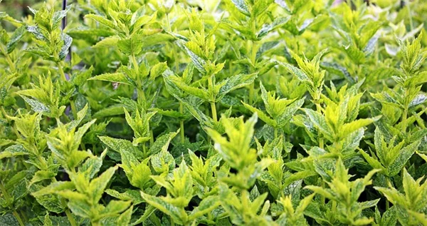 初心者向け花粉媒介者を呼ぶ花の帯の作り方