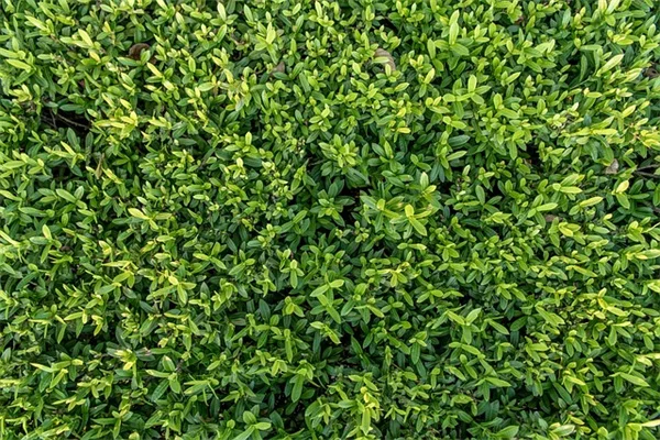 プロが教える！一年草・多年草の違いと組み合わせ方