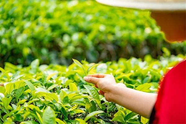 牡丹の移植は秋がベスト！成功するコツと注意点
